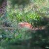 la sieste du renard DSC_2597