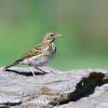 pipit des arbres DSC_2840