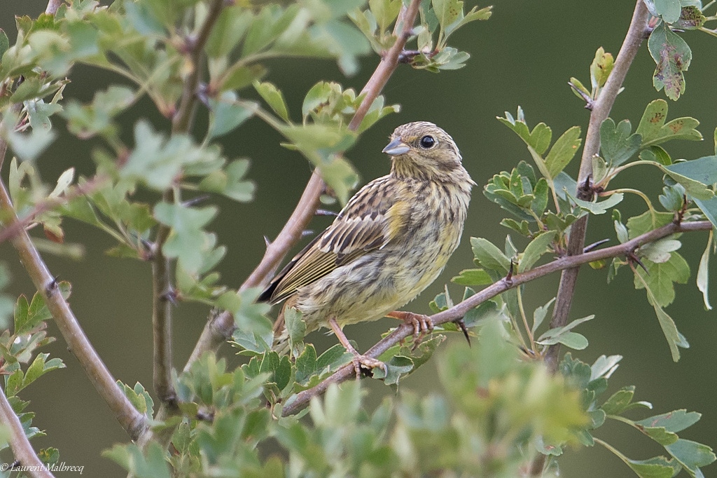 bruant jaune DSC_2999