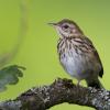 pipit DSC_3084