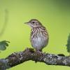 pipit DSC_3103