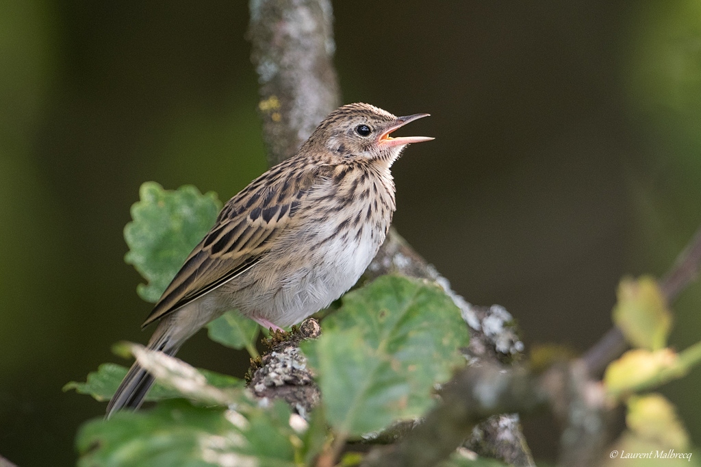 pipit DSC_3142-2