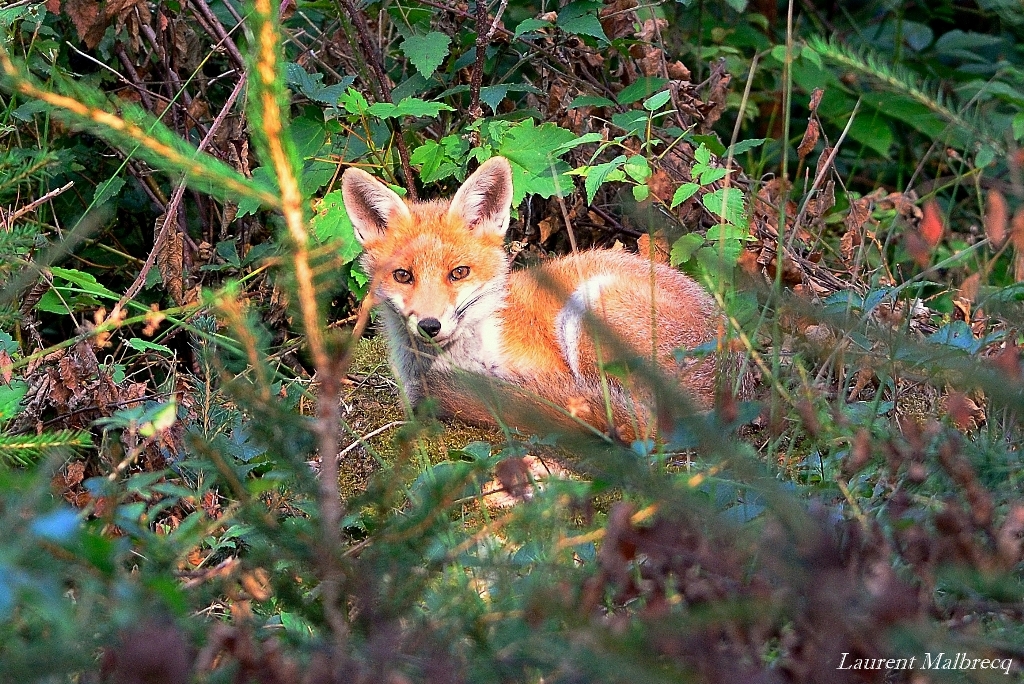 renard pré adulte couché DSC_3443