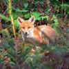 renard pré adulte couché DSC_3443