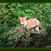 renard pré adulte en septembre DSC_3526