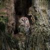 chouette hulotte Dsc 3585 dxo