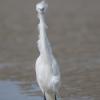 aigrette garzette Dsc 3748 dxo1