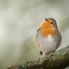 rouge gorge Dsc 3851