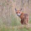 renard Dsc 3872