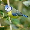 mésange bleue DSC_3907