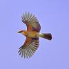 geai en vol DSC_3908