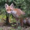 renard DSC_4021