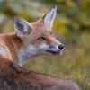 renard DSC_4044