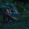 renard DSC_4048