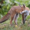 renard DSC_4075