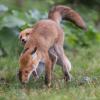 renard DSC_4093