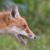 renard DSC_4099
