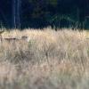 chevreuil et ses deux faon en novembre