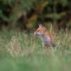 renard DSC_4780