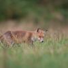 renard DSC_4802