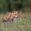 renard DSC_4815