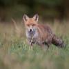 renard DSC_4818