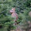 DSC_4887 chevreuil dans la sapiniere en Decembre