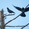 grand corbeau juvénile Dsc 4936 dxo