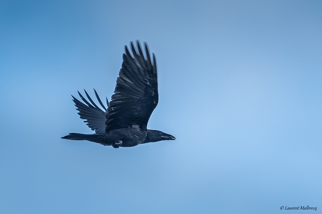 grand corbeau juvénile Dsc 4952
