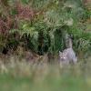 chat forestier DSC_5322