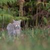 chat forestier DSC_5339