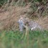 chat forestier DSC_5372