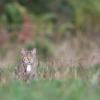  chat forestier DSC_5619
