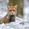 renard Dsc 5649 