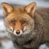 renard Dsc 5661