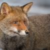 renard Dsc 5663 