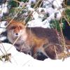renard se cache dans les sapins