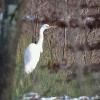 aigrette DSC_5753