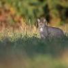 chat forestier DSC_5784