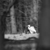 aigrette DSC_5784