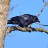 corneille DSC_5826