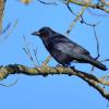 corneille DSC_5832