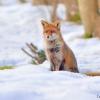 renard assis dans la neige