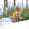 renard assis a l'affut