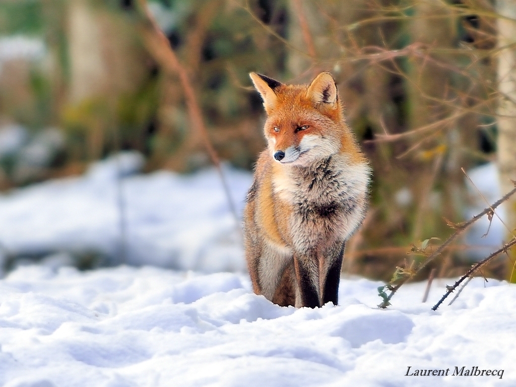 renard chasse dans la neige