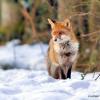 renard chasse dans la neige
