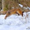 le saut du renard