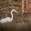 grande aigrette Dsc 6111