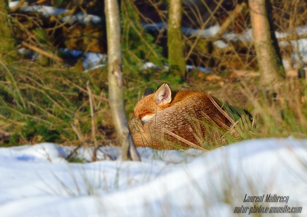 la sieste au soleil d'hiver