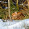 la sieste au soleil d'hiver